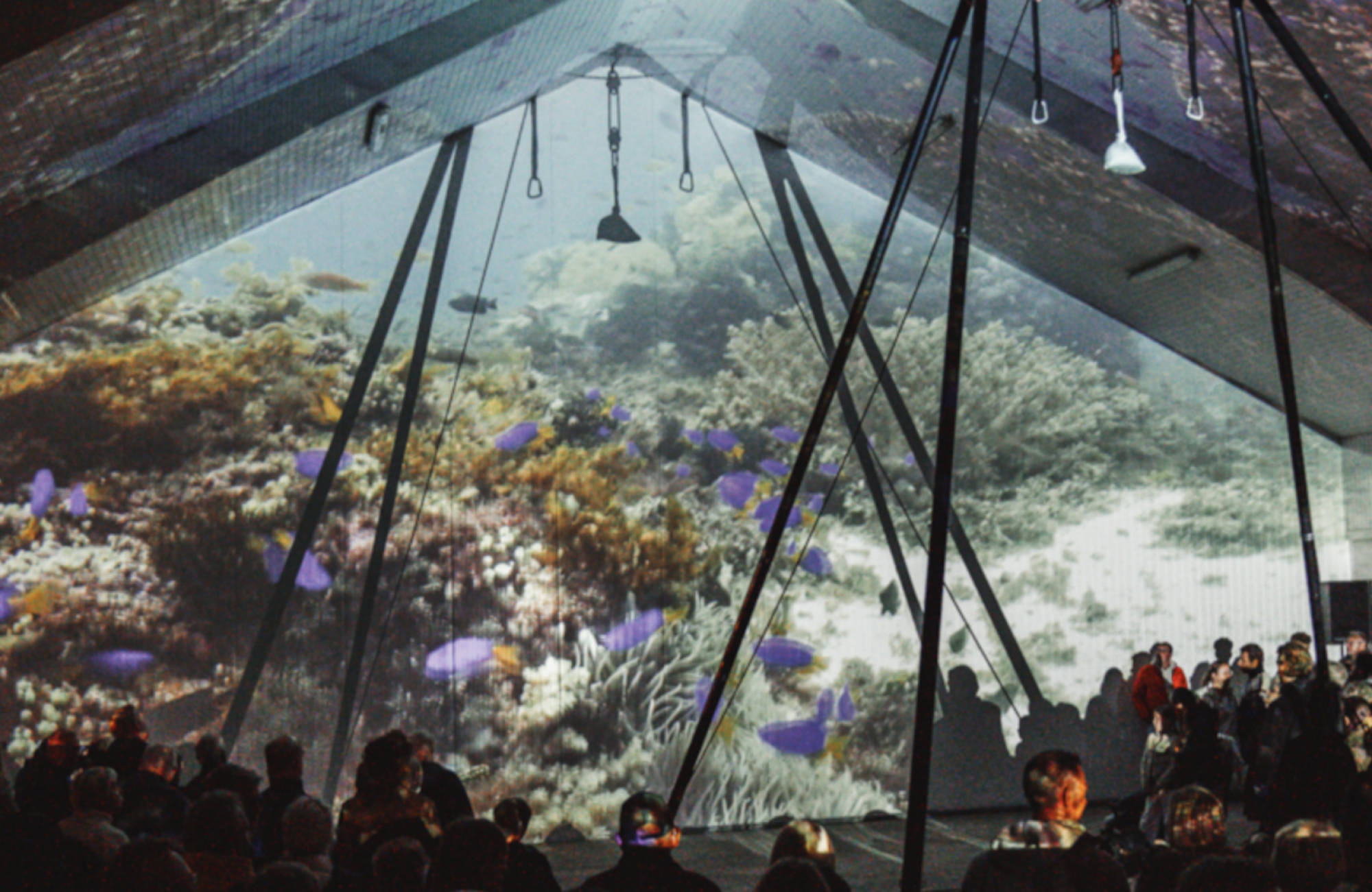 Fish After Dark